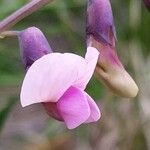 Lathyrus linifolius 花