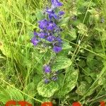 Ajuga genevensisЦветок