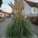 Cortaderia selloana Habitus