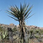 Yucca schidigera Habitus