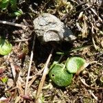 Soldanella alpina Leaf