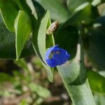 Commelina ensifolia 花