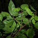 Sloanea laxiflora ᱮᱴᱟᱜ