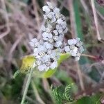 Achillea millefoliumKvet