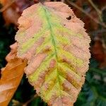 Ostrya carpinifolia Leaf