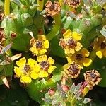 Euphorbia flanaganii Flower