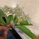 Viburnum prunifolium Λουλούδι