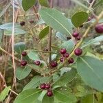 Ilex glabra ফল