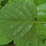 Clerodendrum chinense Leaf