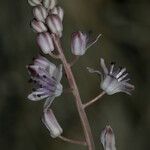 Scilla autumnalis Λουλούδι