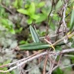 Kalmia polifolia Blatt