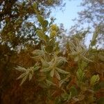 Guiera senegalensis Fruit