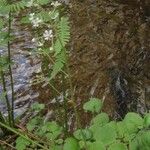 Saxifraga hirsuta Flor