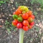 Arisaema dracontium Fruit