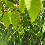 Vitis riparia Fruit