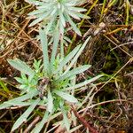 Euphorbia portlandica পাতা