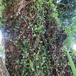Microgramma vacciniifolia 葉