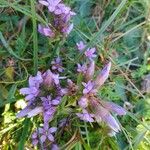 Gentianella germanica Hábito