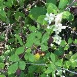 Rubus canescens 葉