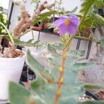 Solanum pyracanthos ফুল