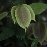 Spatholobus multiflorus Hoja