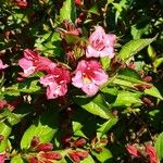 Weigela florida Çiçek