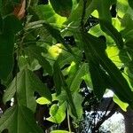 Brachychiton acerifolius Leaf