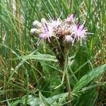 Saussurea alpina Flower