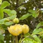 Rosa banksiae Flower