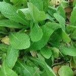 Erigeron pulchellus Leaf