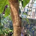 Tetrapanax papyrifer Magamba