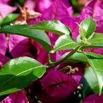 Bougainvillea glabra Leaf