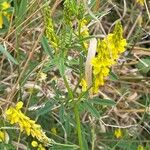 Melilotus officinalis Leaf