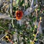 Pteropyrum aucheri Fruit