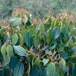 Miconia calvescens Květ