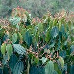 Miconia calvescens Blüte