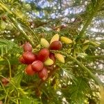 Cephalotaxus fortunei Fruit