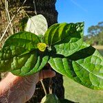 Clerodendrum umbellatum Leaf