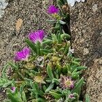 Delosperma sutherlandii Hoja