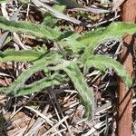 Ipomoea mombassana Hoja