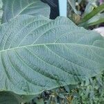 Justicia aurea Hoja