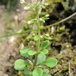 Sedum cepaea Други