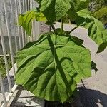 Paulownia tomentosaपत्ता