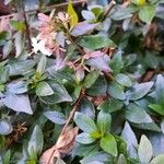 Abelia × grandiflora Lapas