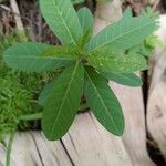 Crotalaria juncea 葉