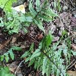 Athyrium otophorum Leaf