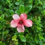 Barleria repens Floare