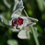 Cynoglossum cheirifolium Цветок