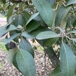 Lagunaria patersonia ᱥᱟᱠᱟᱢ