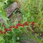 Chenopodium capitatum Fruit